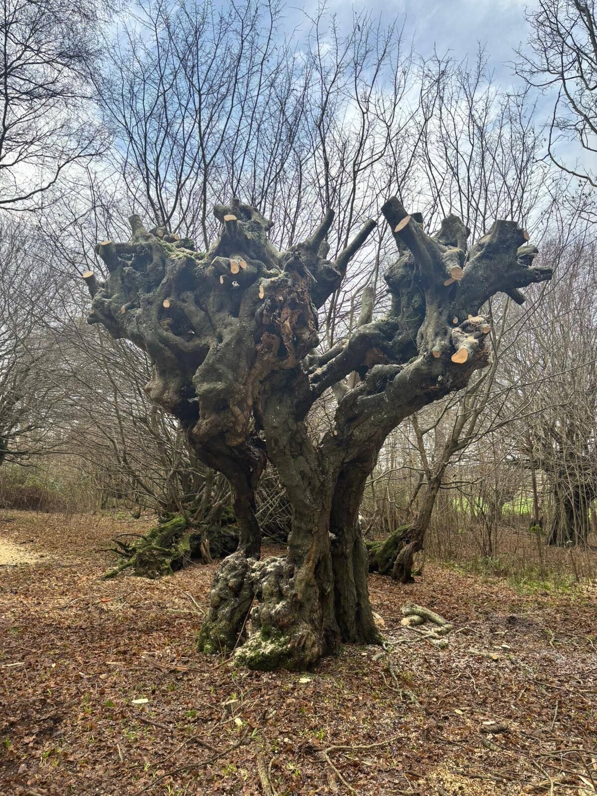 Pollarding & Deadwood Removal