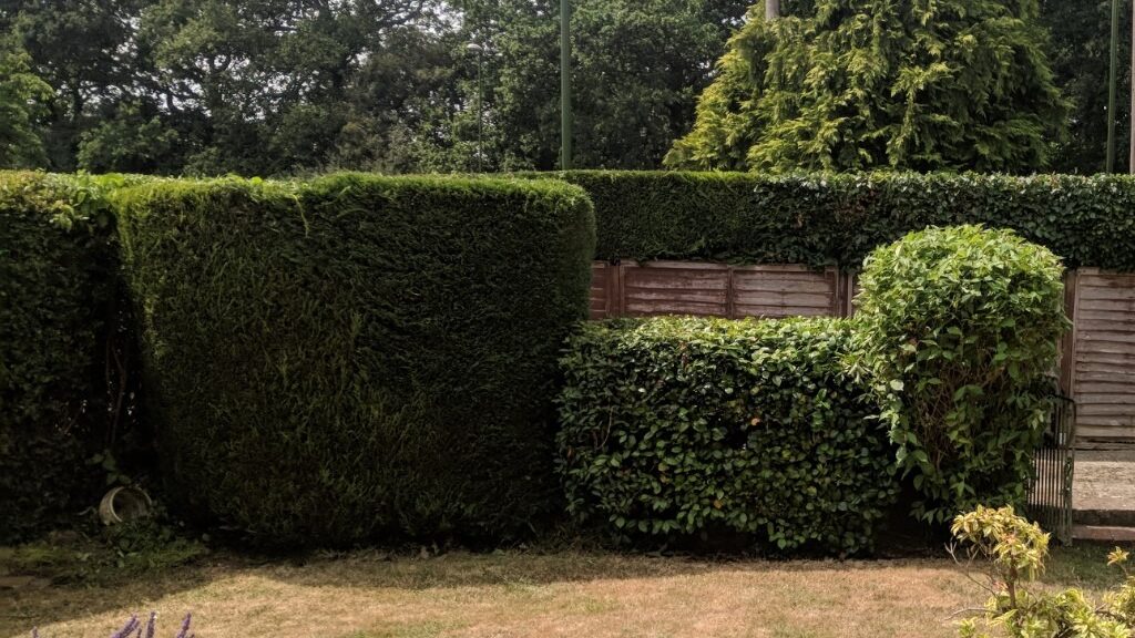 Hedge Cutting