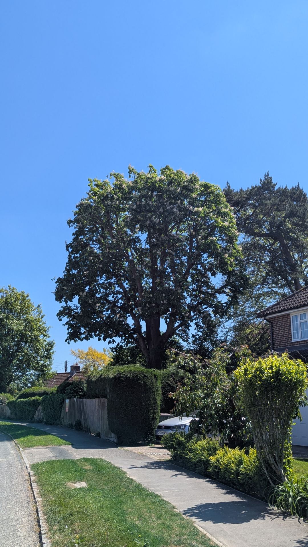 Crown Reduction, Thinning & Lifting