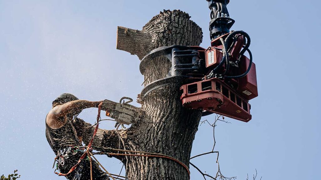 Tree Felling