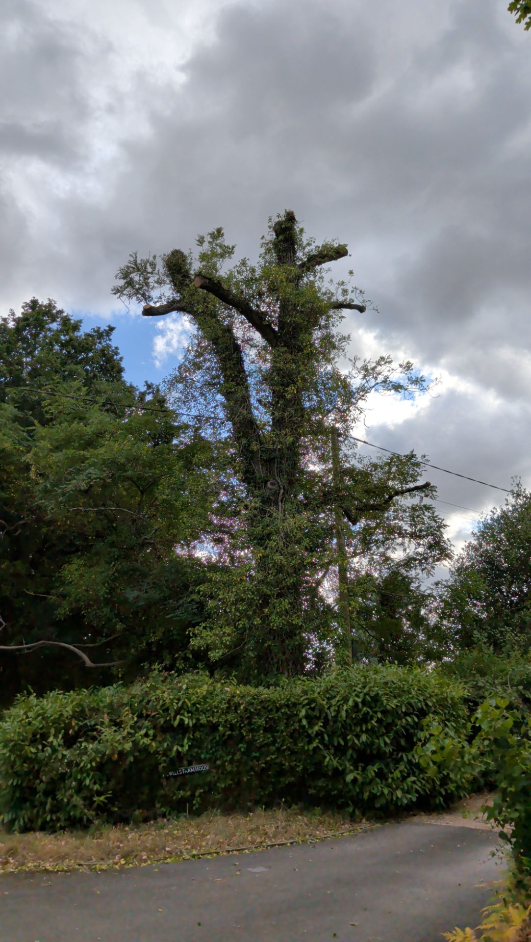 Ash Dieback Assessment & Removal