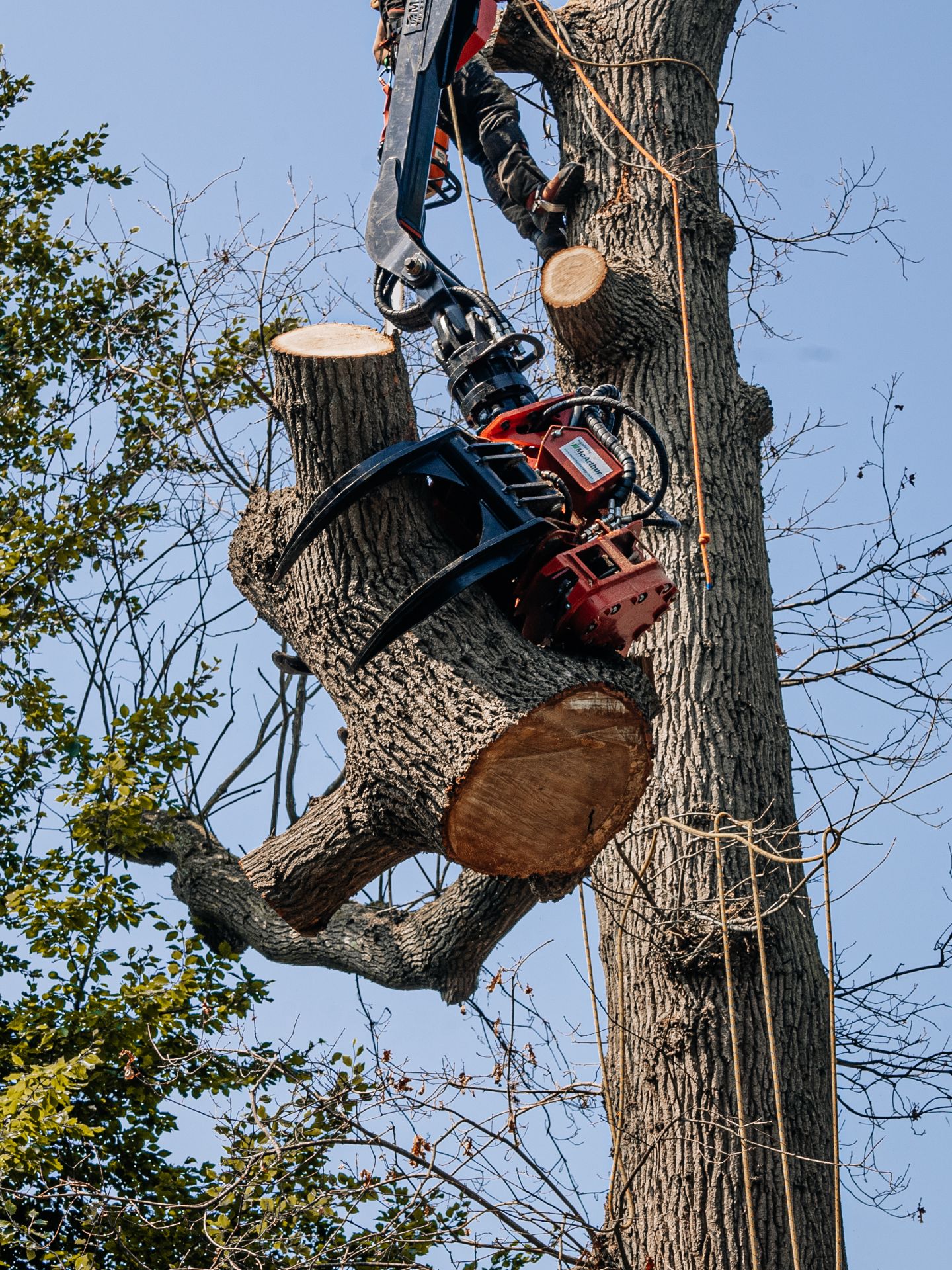 Tree Felling & Stump Removal